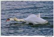 Mute-Swan-mating-1